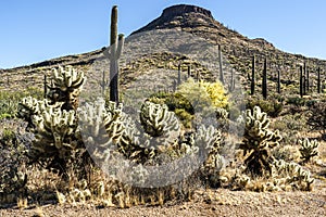 Cactus and Paloverde in the desert landscape photo