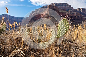 Cactus pancake prickly pear with scenic view on massive mesa cliff O Neil Butte seen from Bright Angel hiking trail, Arizona.