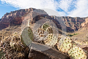 Cactus pancake prickly pear with scenic view on massive mesa cliff O Neil Butte seen from Bright Angel hiking trail, Arizona.