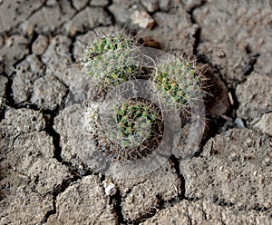 Cactus In the parched soil