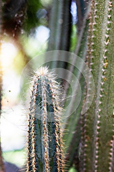 Cactus in park