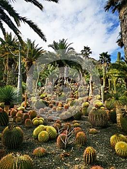 At The cactus park at Gran Canaria.
