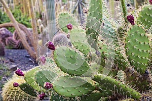 Cactus Park - Gran Canaria
