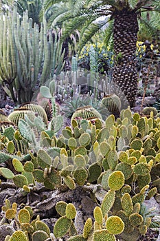 Cactus Park - Gran Canaria