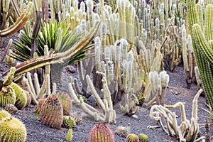 Cactus Park - Gran Canaria