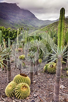 Cactus Park - Gran Canaria