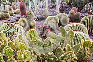 Cactus Park - Gran Canaria