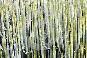 Cactus Park - Gran Canaria