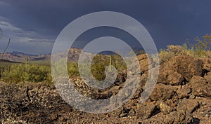 Cactus park before rain