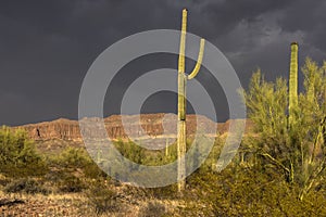 Cactus park before rain