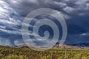 Cactus park before rain