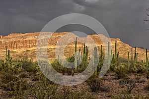 Cactus park before rain
