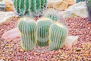 Cactus - Parodia claviceps (Cactaceae)