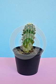 Cactus on pastelpink and blue background, Minimal concept