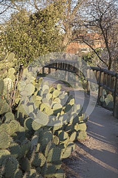 Cactus and Path at Dehesa de la Villa Park, Madrid