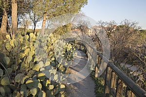 Cactus on Path at Dehesa de la Villa Park, Madrid