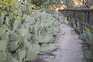 Cactus and Path, Dehesa de la Villa Park; Madrid