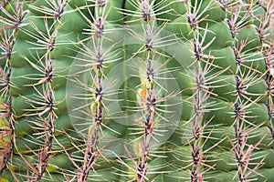 Cactus Pattern Background