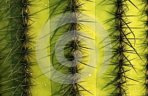 Cactus pattern
