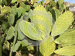 Cactus peal