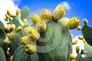 Cactus Pear Fico d'India photo