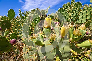 Cactus pear or nopal with flowers and fruit photo