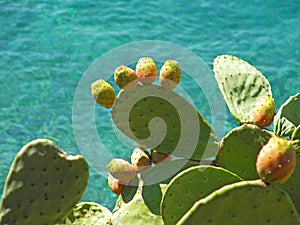 Cactus pear Opuntia pads