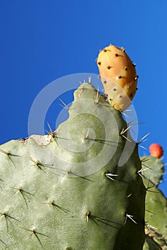 Cactus pear of sardinia