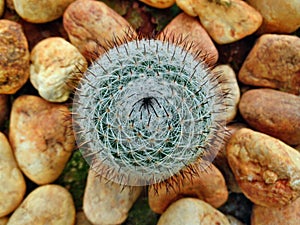 Cactus with pebble stones