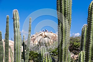 Cactus with People Climbing Rock in Background