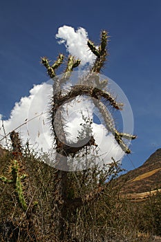 Cactus in Peru