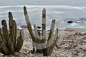 Cactus from the Peruvian Pacific coast 1