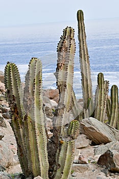 Cactus from the Peruvian Pacific coast 5