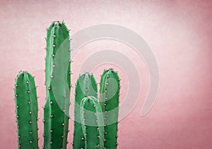 Cactus on the pink background,Copy space