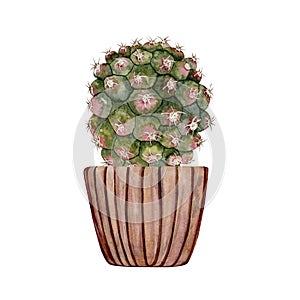 Cactus in a pink clay pot. Pink green cactus. Home plant. watercolor illustration