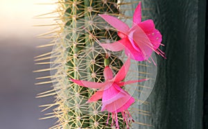 Cactus and Pink Flower