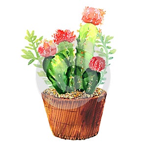 Cactus with pink flower, succulent in pod, tropical blossom cactus species, flowering green house plant, flowers design