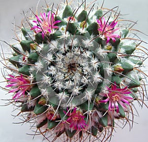 Cactus with pink flowers.