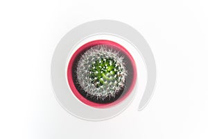 Cactus in a pink pot