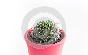 Cactus in a pink pot