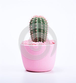 A cactus in a pink pot on a white background