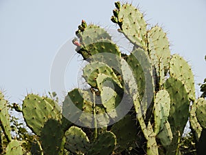 Cactus plant