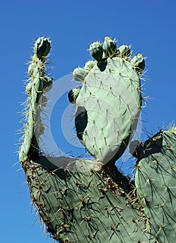 Cactus plant