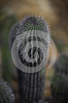 Cactus Plant