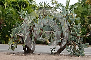 Cactus Plant at the arboretum