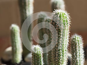 Cactus plant background. img