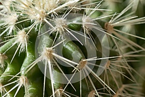 Cactus plant background. img