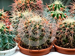 Cactus Plant Background, Thorny Cactus Background