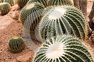 Cactus Plant. Cactaceae