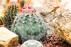 Cactus Plant. Cactaceae